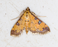 Ategumia ebulealis