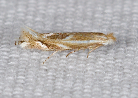 Bucculatrix angustata