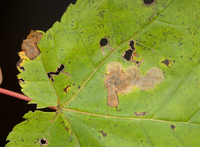 Cameraria saccharella