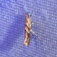 Cameraria cincinnatiella