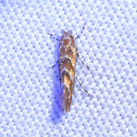 Cameraria cincinnatiella