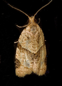 Clepsis peritana