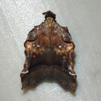 Clydonopteron sacculana