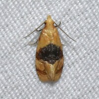 Cochylini unidentified species