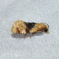 Cochylini unidentified species