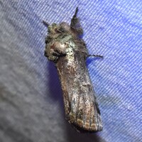 Coelodasys unicornis