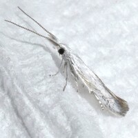 Coleophora multipulvella