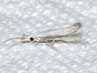 Coleophora multipulvella