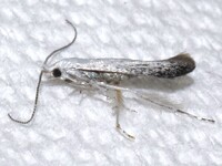 Coleophora querciella