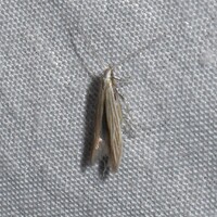 Coleophora unidentified species