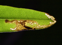 Coleotechnites nigra