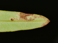 Coleotechnites nigra