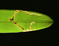 Coleotechnites nigra