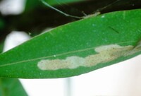 Coleotechnites nigra