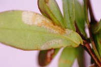 Coleotechnites nigra