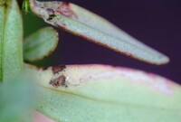 Coleotechnites nigra