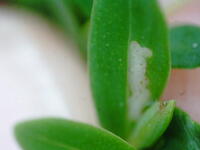 Coleotechnites nigra