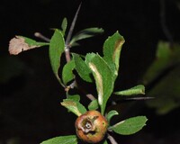 Coptotriche crataegifoliae