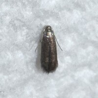 Coptotriche crataegifoliae