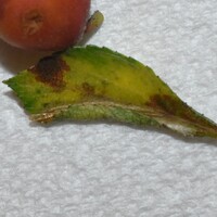 Coptotriche crataegifoliae