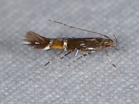 Cosmopterix pulchrimella