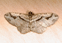 Costaconvexa centrostrigaria