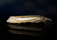 Crambus satrapellus
