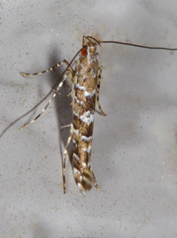 Cryptolectica strigosa