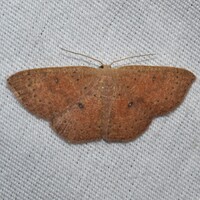 Cyclophora packardi