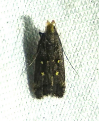 Dichomeris agonia