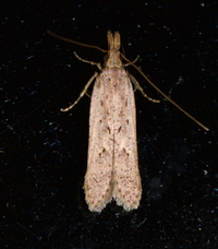 Dichomeris ligulella