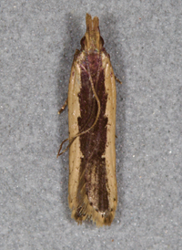 Dichomeris ligulella