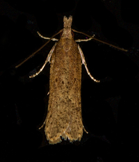 Dichomeris ligulella