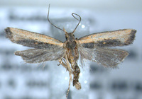 Dichomeris new species 2