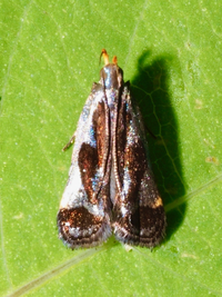 Dichomeris ochripalpella