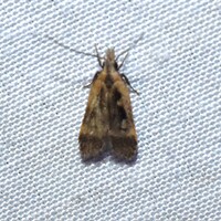 Dichomeris setosella