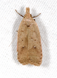 Dichomeris ventrellus