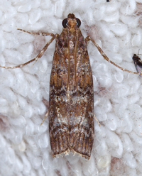 Dioryctria taedivorella