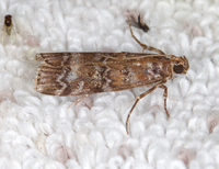 Dioryctria taedivorella