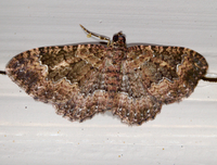 Disclisioprocta stellata