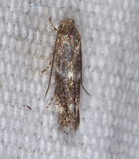 Elachista illectella