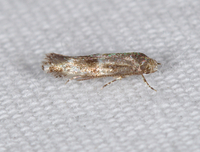 Elachista illectella