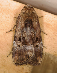 Elaphria chalcedonia