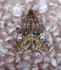 Elophila obliteralis