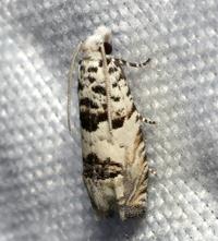 Epiblema alba