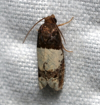 Epiblema scudderiana