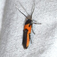 Euclemensia bassettella