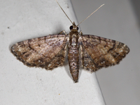 Eupithecia columbiata