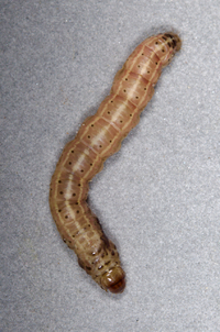 Franclemontia interrogans