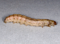 Franclemontia interrogans